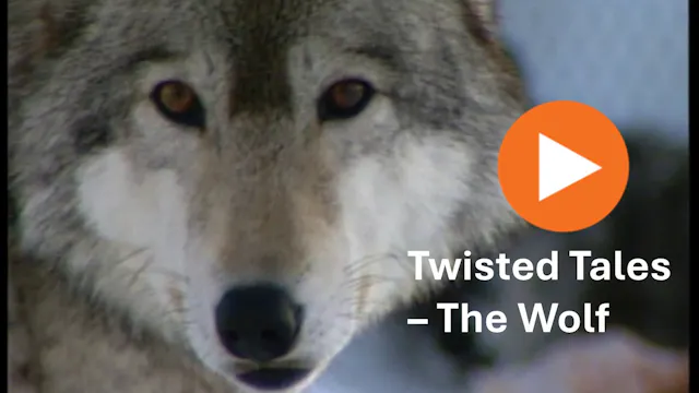 Twisted Tales (series 3/5 The Wolf) T...