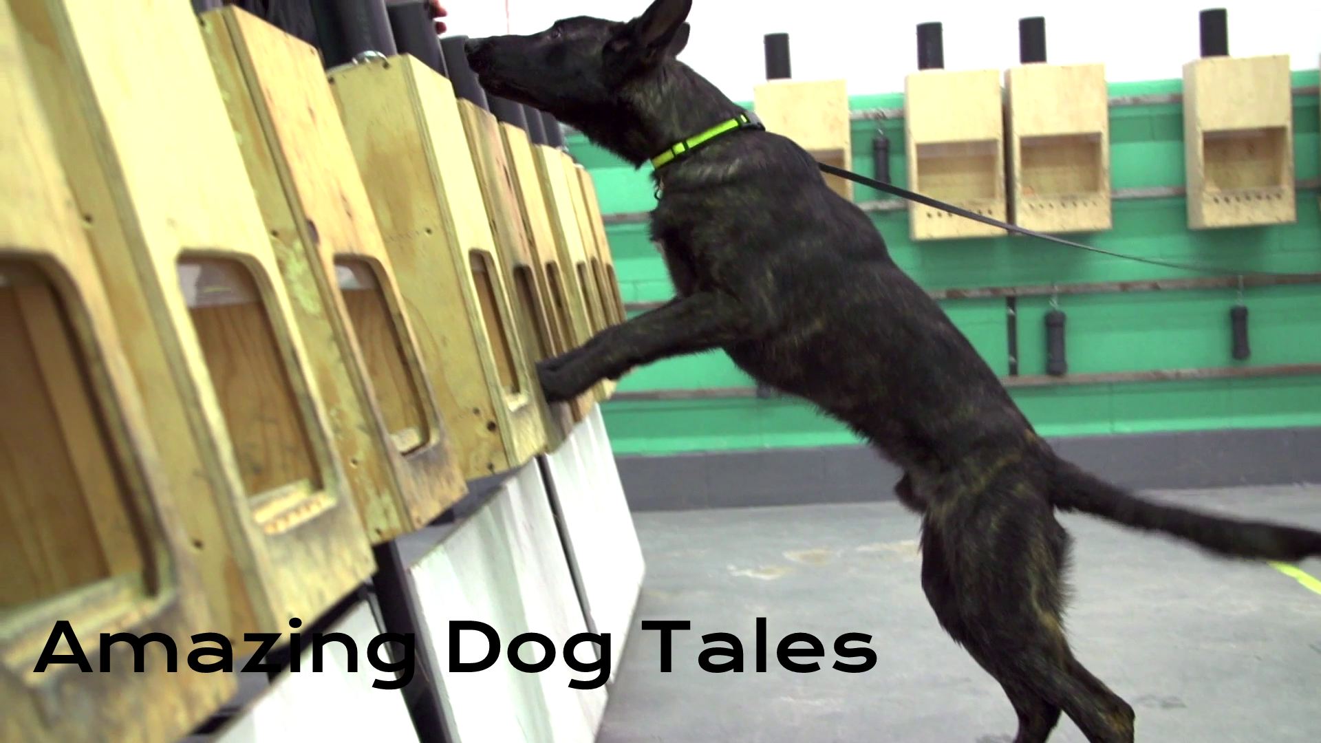 Amazing Dog Tales - Dogs at Work