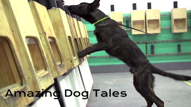 Amazing Dog Tales - Dogs at Work
