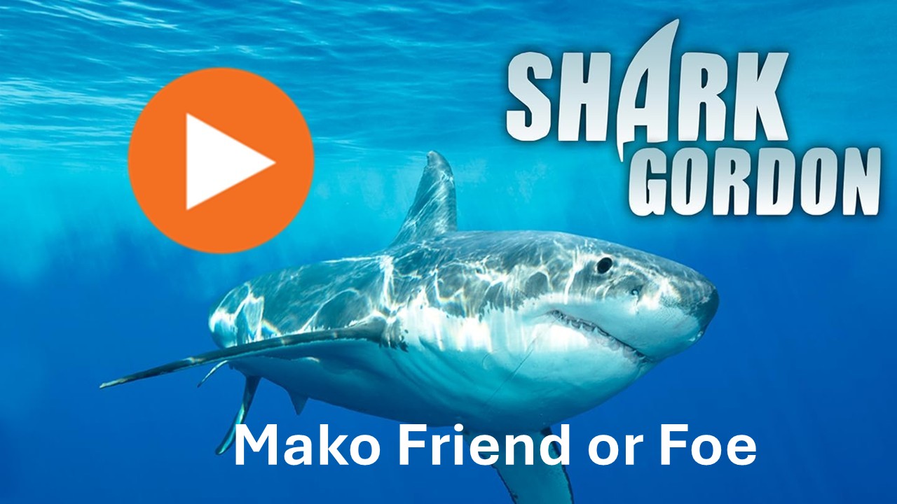 Shark Gordon Mako Friend or Foe