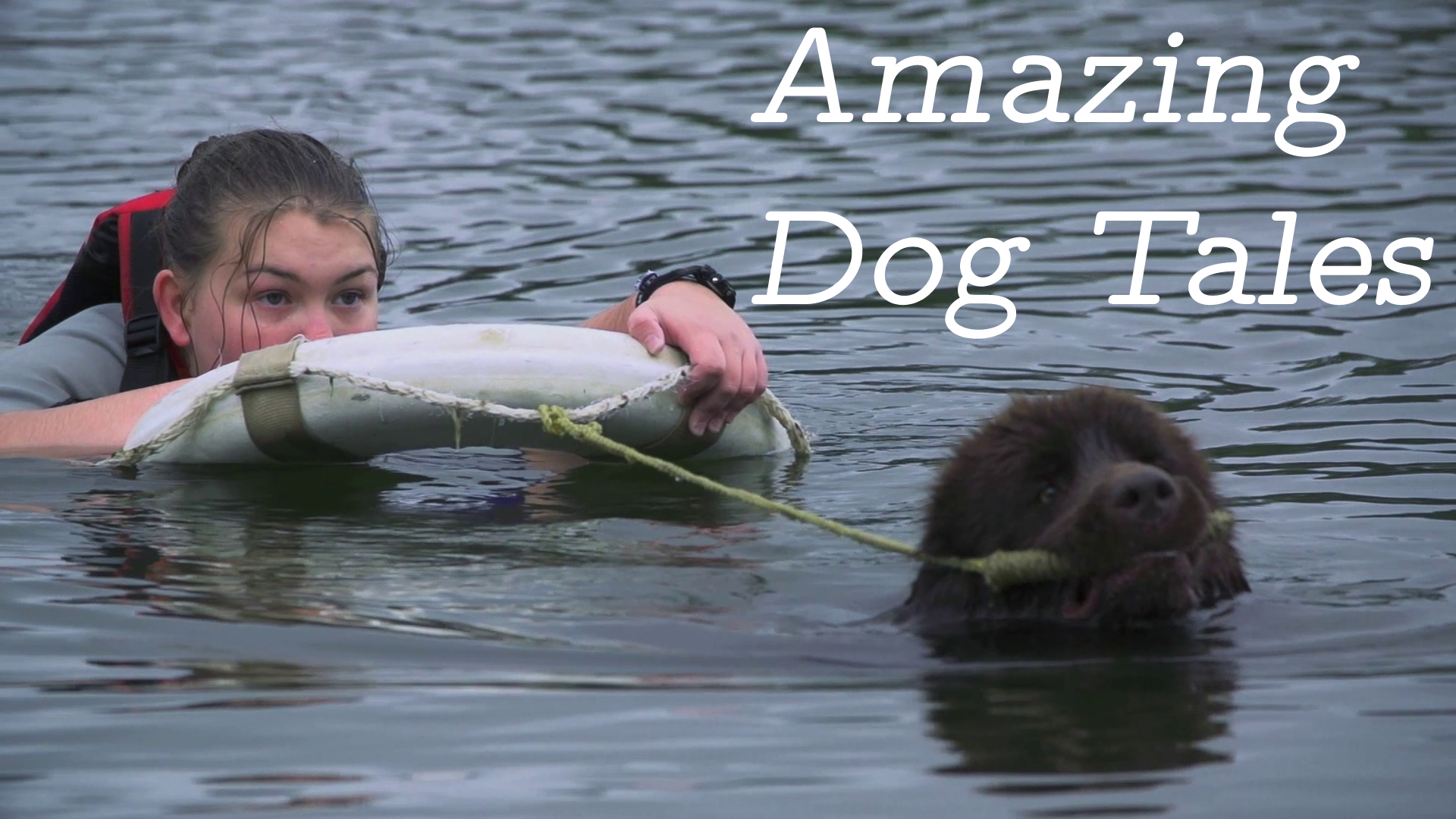 Amazing Dog Tales - Dogs in the Water