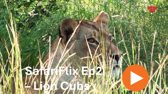 SafariFlix ep 2 - Lions and African E...