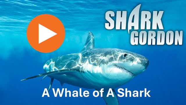 Shark Gordon A Whale of a Shark
