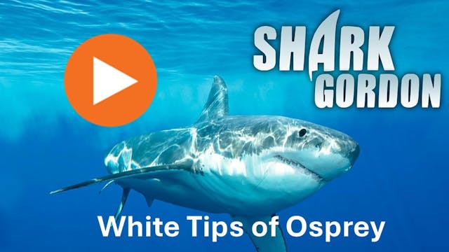 Shark Gordon White Tips of Osprey