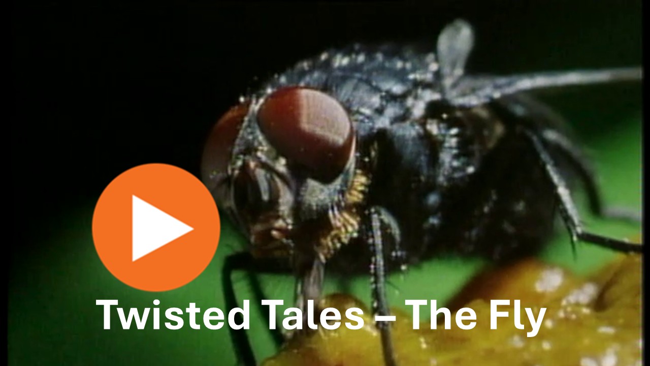 Twisted Tales - The Fly