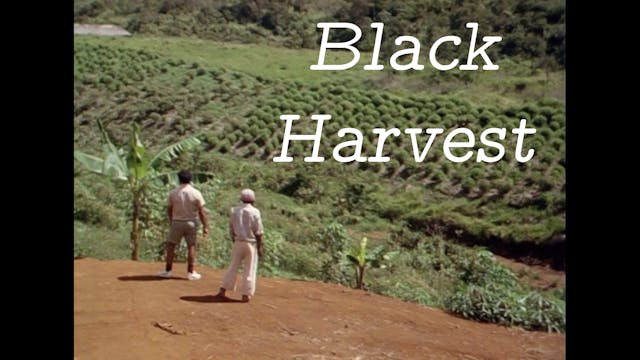 Black Harvest