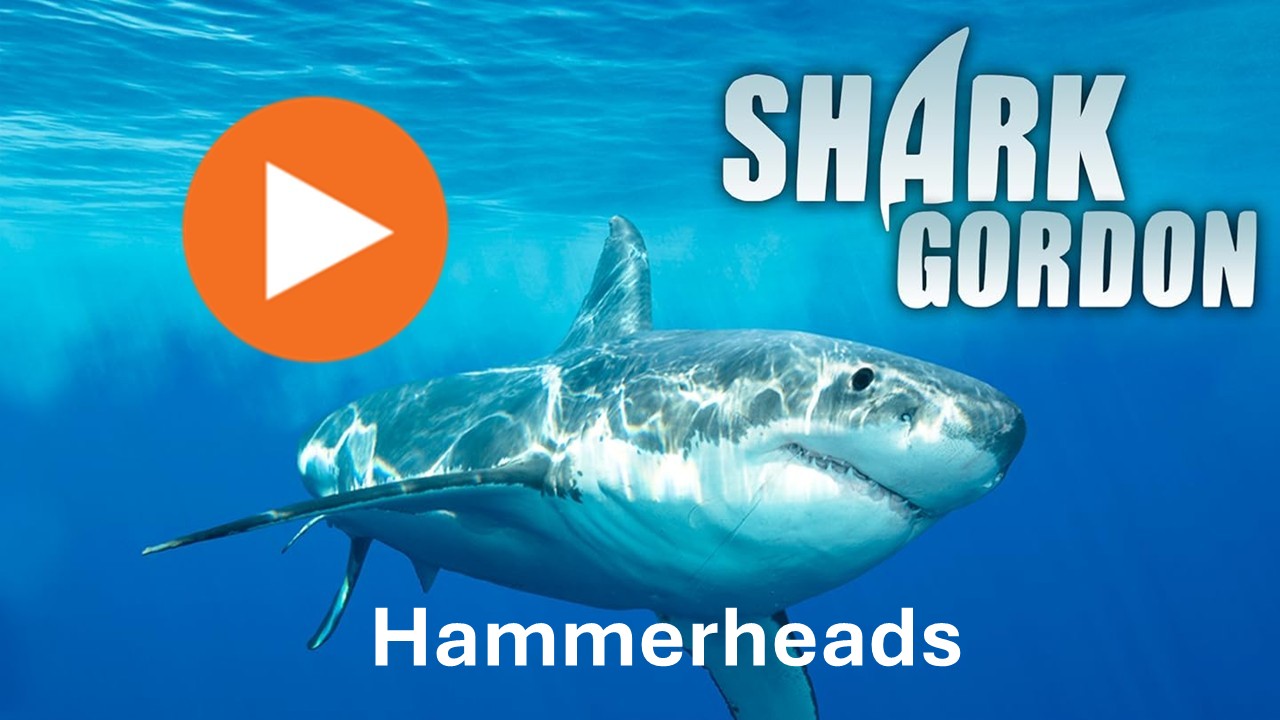 Shark Gordon Hammerheads