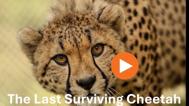 The Last Surviving Cheetah