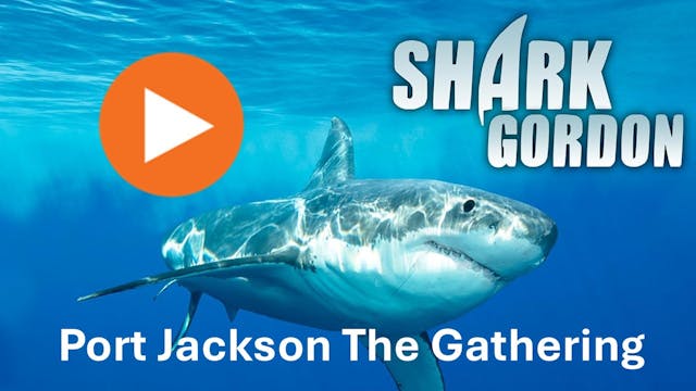 Shark Gordon Port Jackson The Gathering