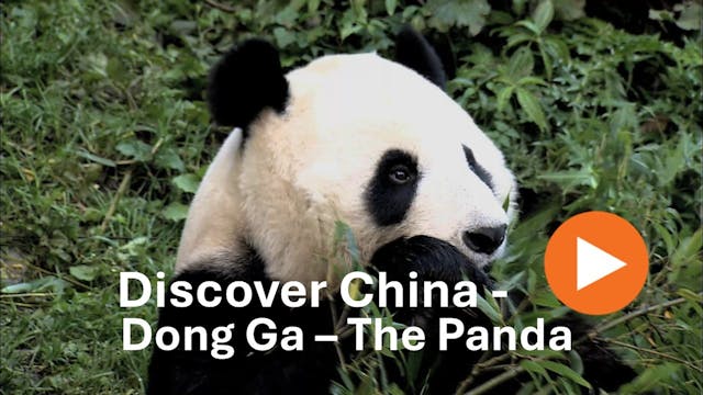 Discover China - Dong Ga - The Panda