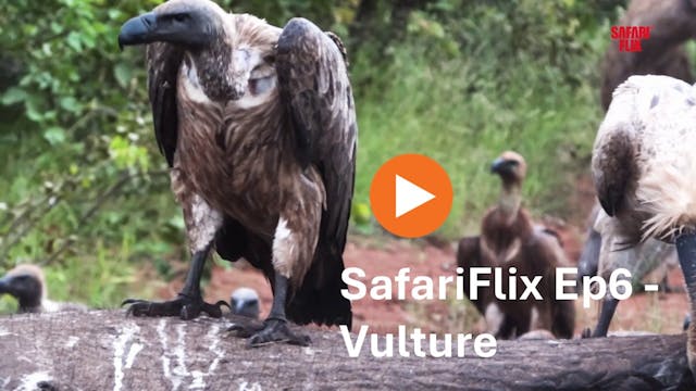 SafariFlix Ep6 - Vulture