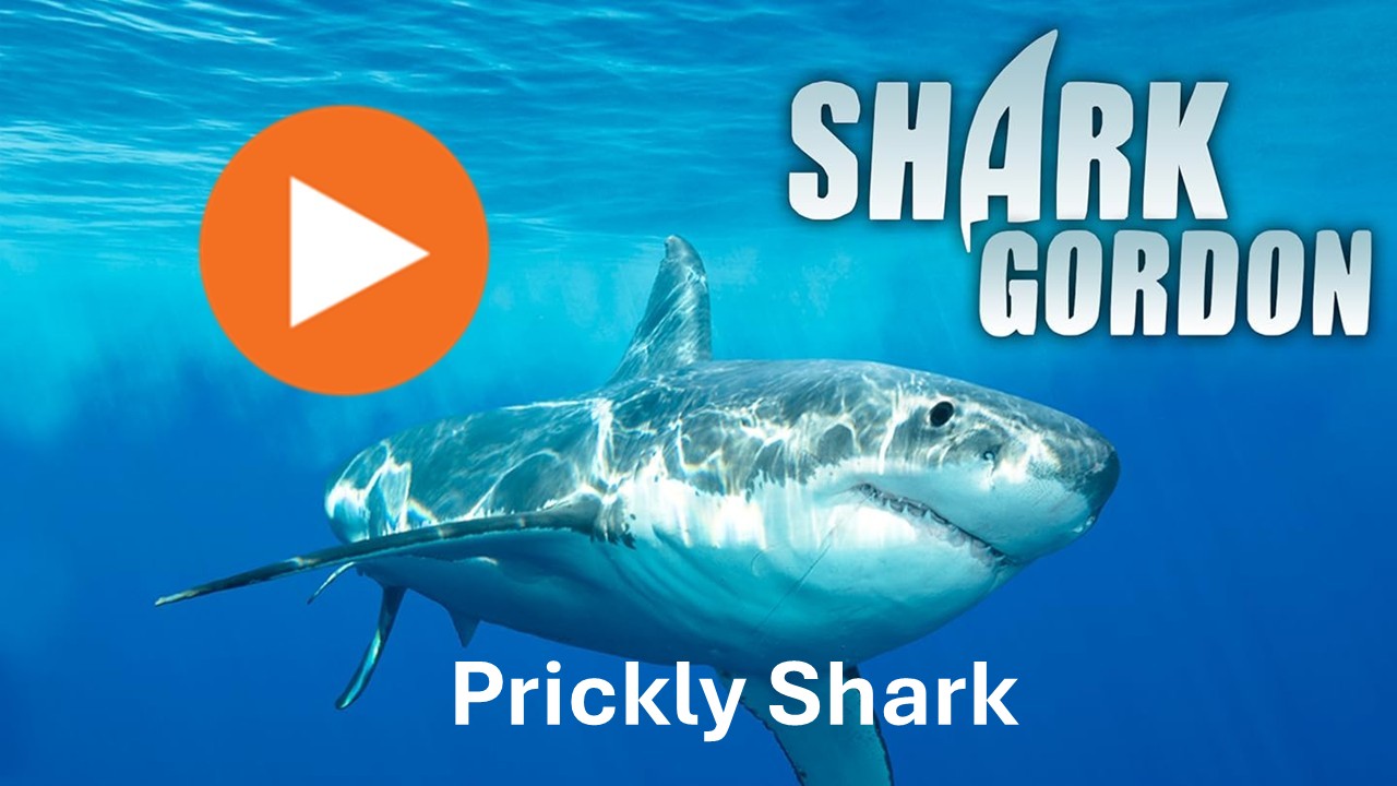 Shark Gordon Prickly Shark