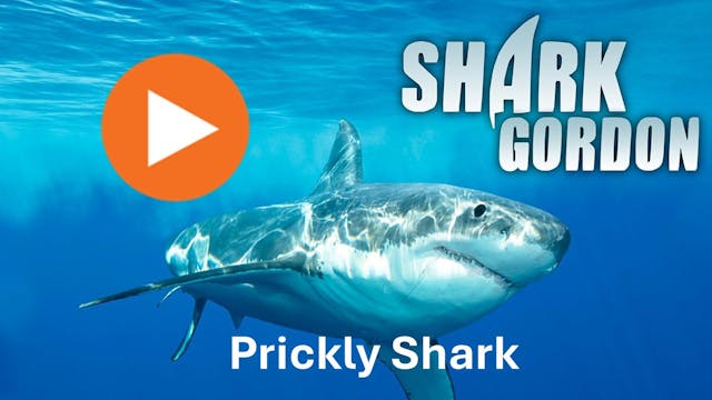 Shark Gordon Prickly Shark