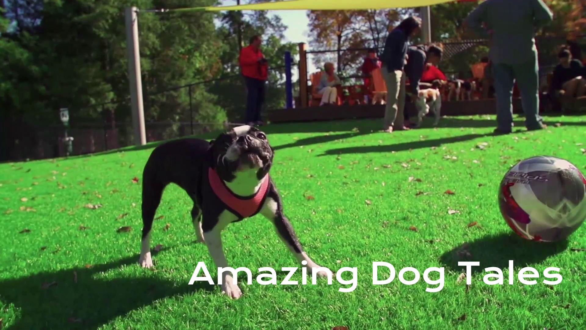 Amazing Dog Tales - Pamper My Dog