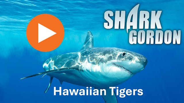 Shark Gordon Hawaiian Tigers