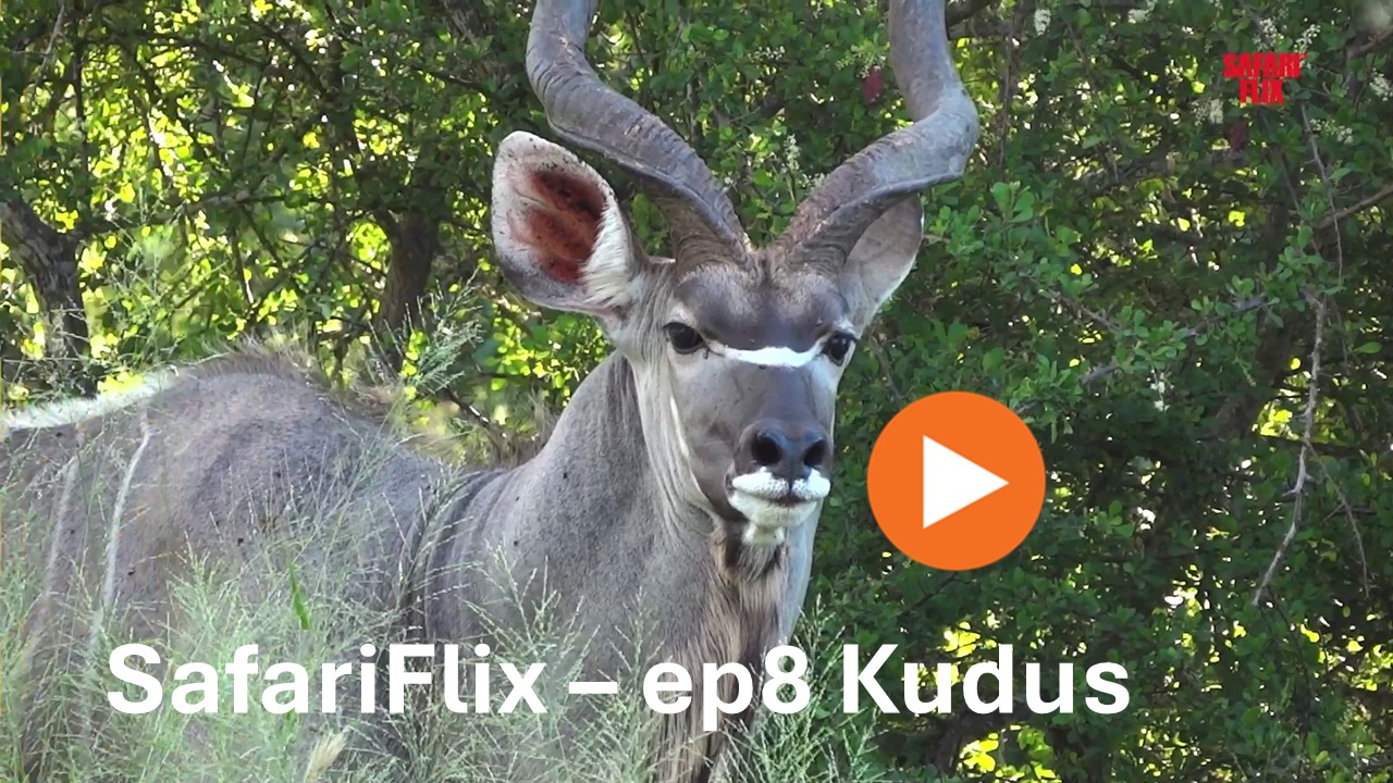 SafariFlix Ep8 - Kudus