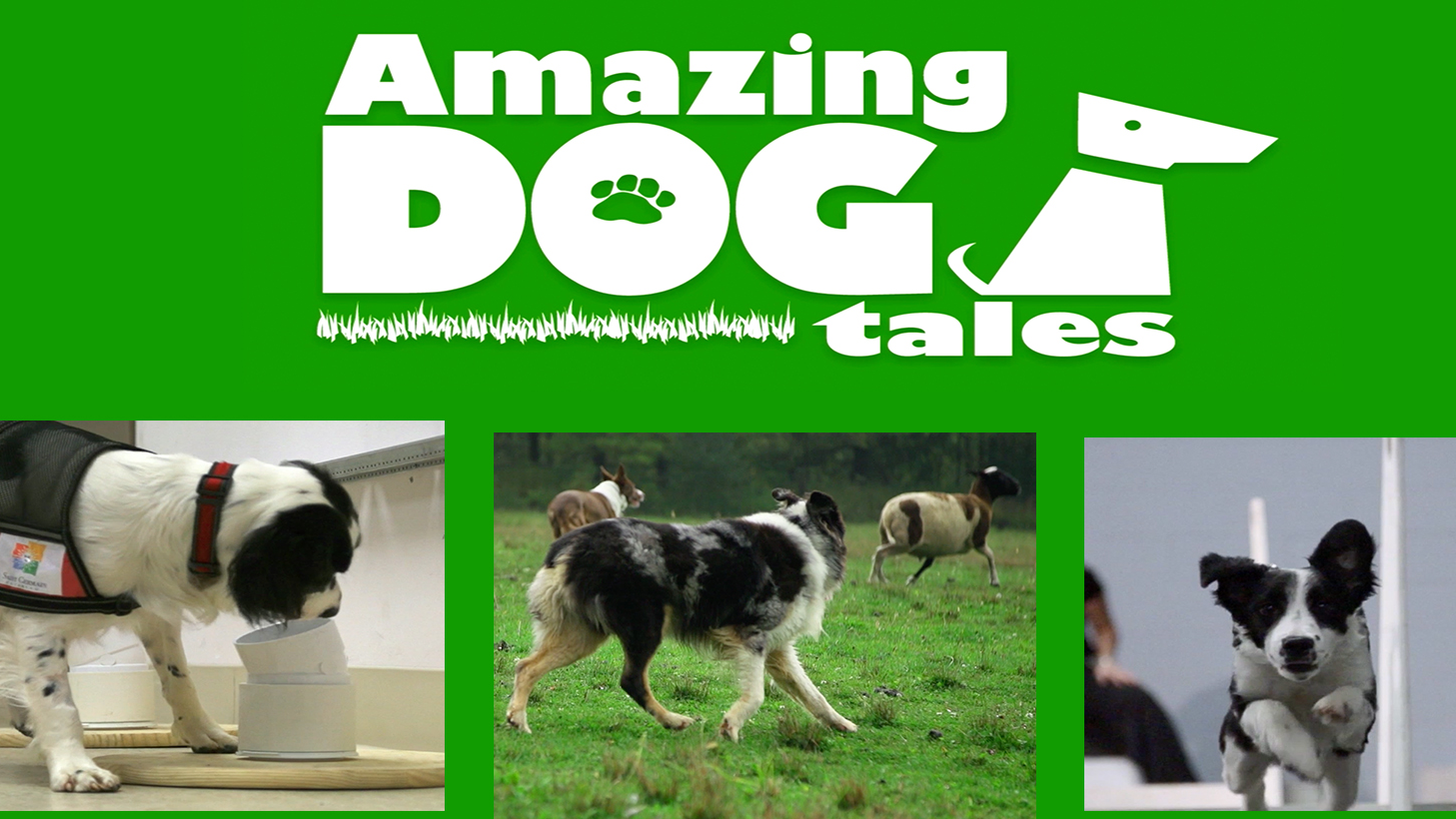 Amazing Dog Tales Season 1