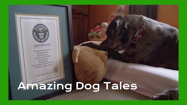 Amazing Dog Tales - Dogs in the Spotl...