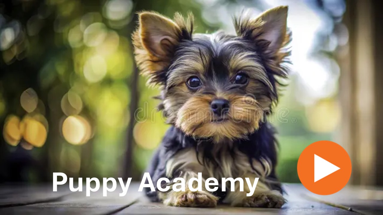 Puppy Academy season 1 - 7
