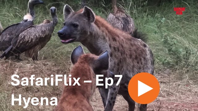 SafariFlix Ep7 - Hyena