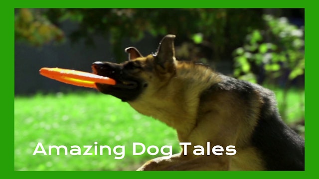 Amazing Dog Tales - Sporting Dogs