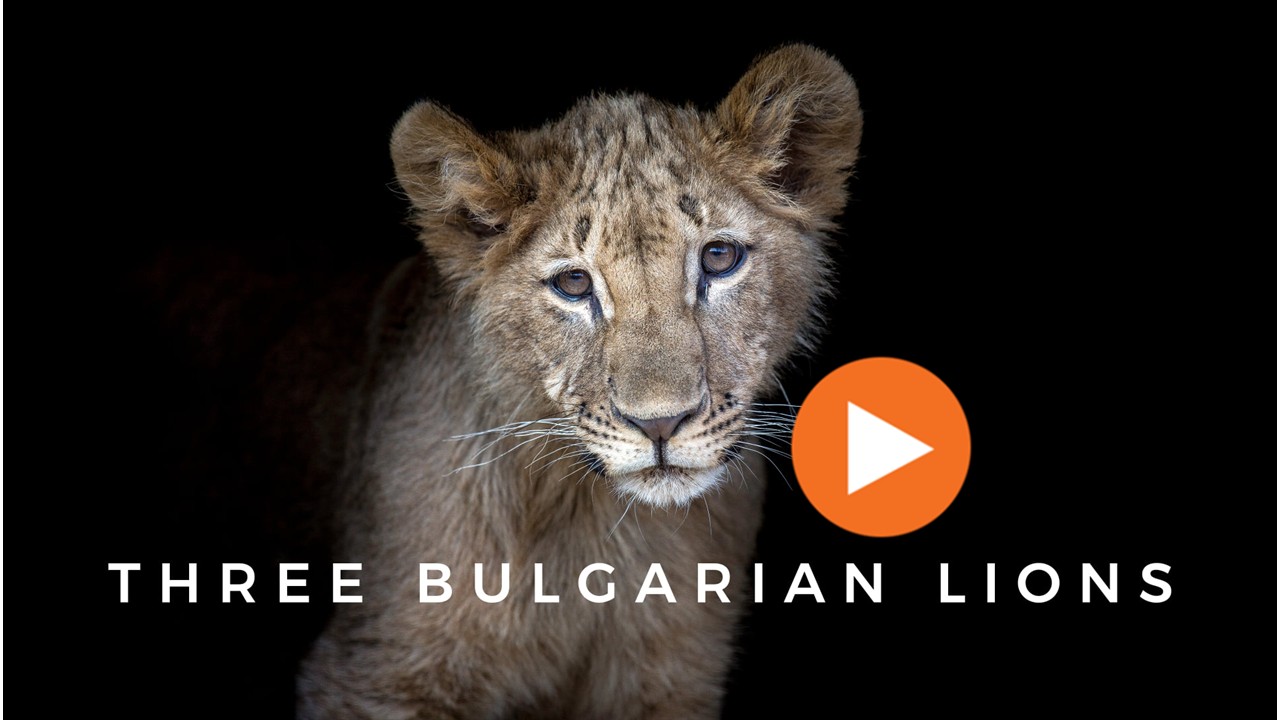 Three Bulgarian Lions