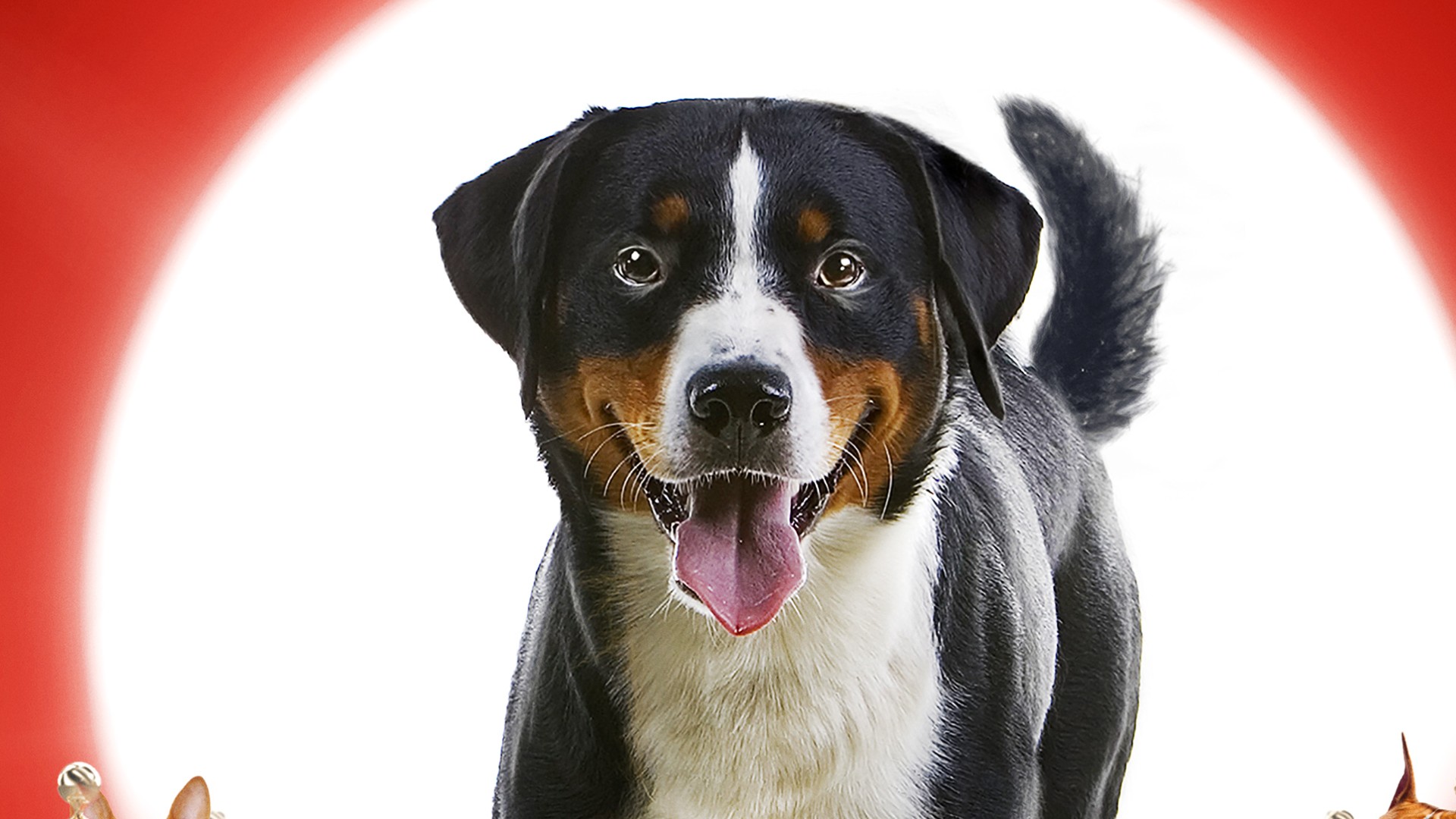 ThunderDog Pet Care Holiday Screening Party