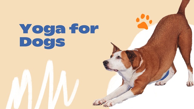 New Normal: Yoga for Dogs