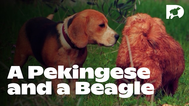 Stimulation: A Pekingese and a Beagle