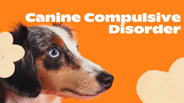 Canine Compulsive Disorder