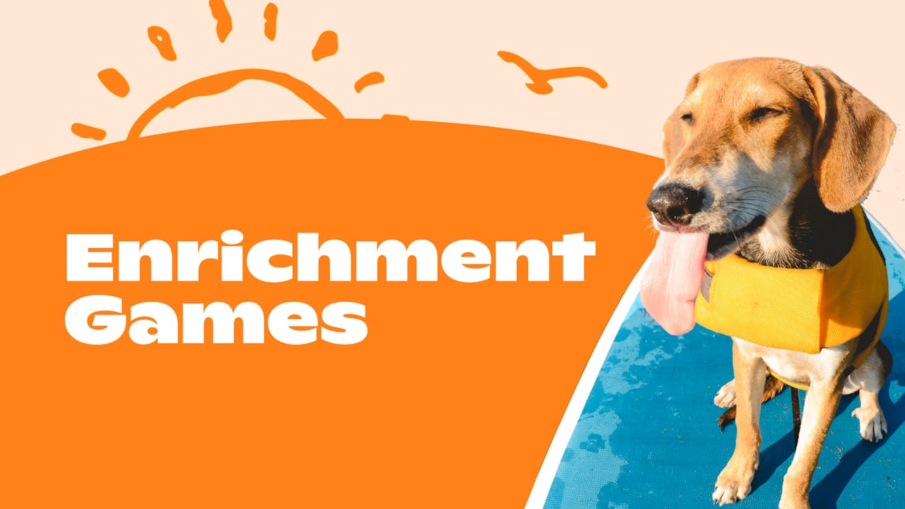 Be Active: Enrichment Games - DOGTV