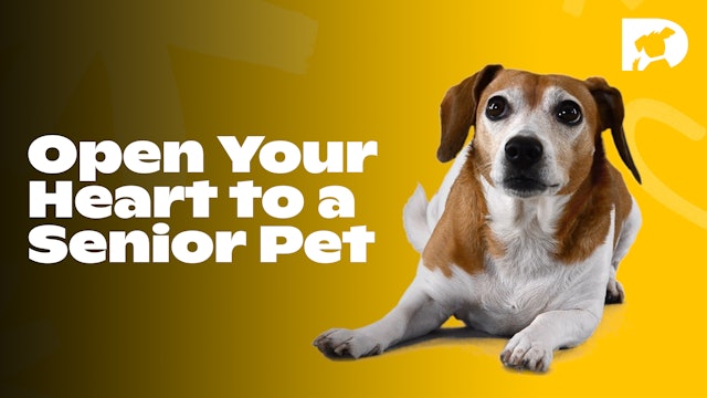 Open Your Heart to a Senior Pet