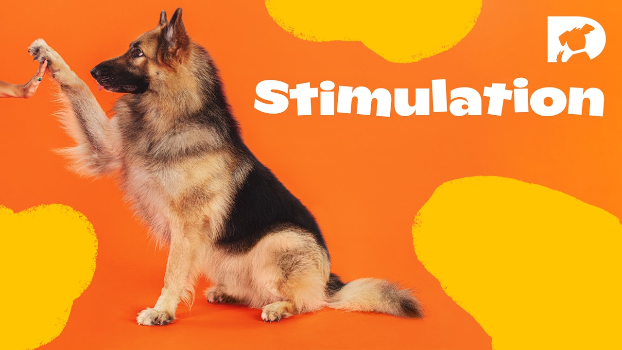 For Dogs: Stimulation