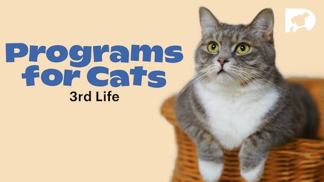 Programs for Cats: Life 3