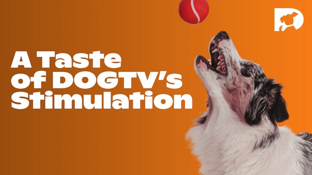 A Taste of DOGTV's Stimulation