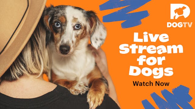 DOGTV live Stream (EU)