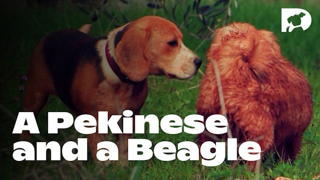 DOGTV Stimulation: a Pekinese And a Beagle