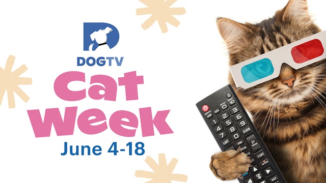 Cat Week on DOGTV, June 4-18