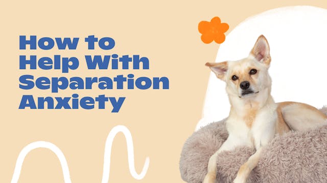 How to Handle Separation Anxiety