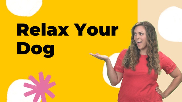 At Home: Relax Your Dog