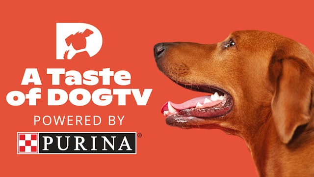 A Taste of DOGTV Powered by Purina
