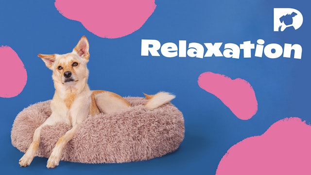 For Dogs: Relaxation