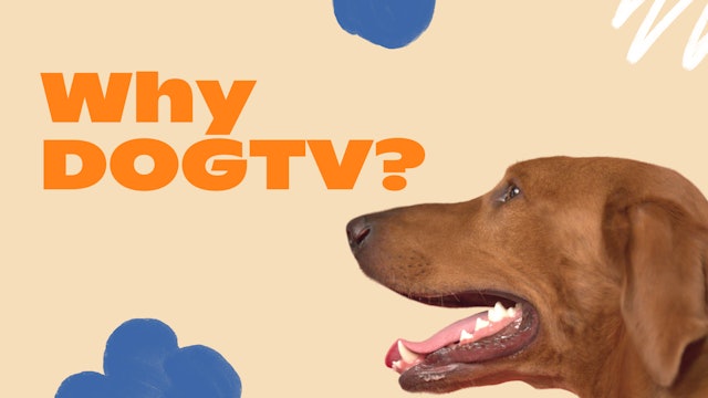 Why DOGTV?