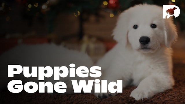 Puppies Gone Wild episode 2