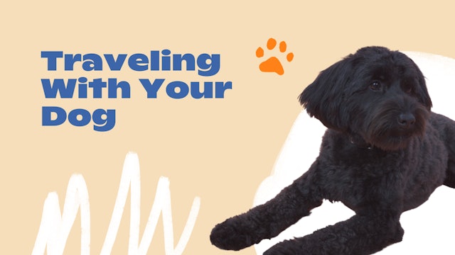 New Normal: Traveling With Your Dog