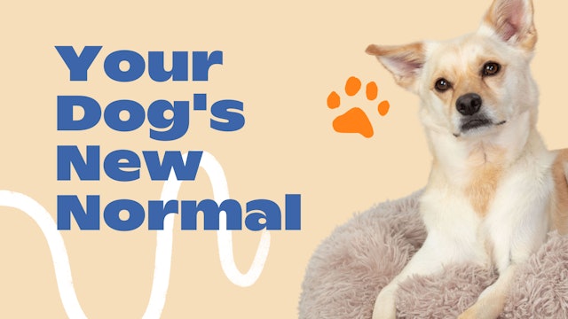 Your Dog's New Normal