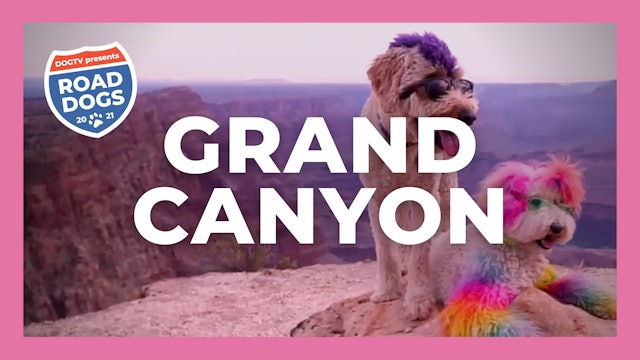 Road Dogs: Grand Canyon