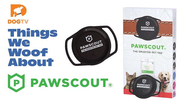 Things We Woof About: Pawscout