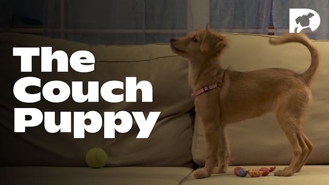 The Couch Puppy
