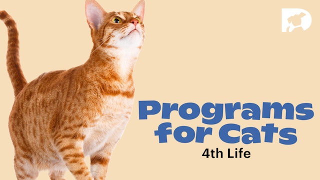 Programs for Cats: Life 4